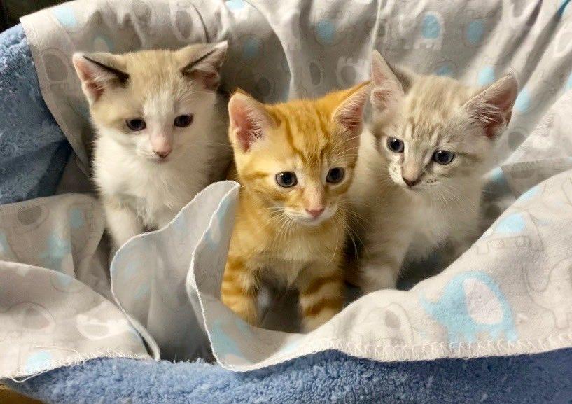 Available Cats Friends of Madera Animal Shelter