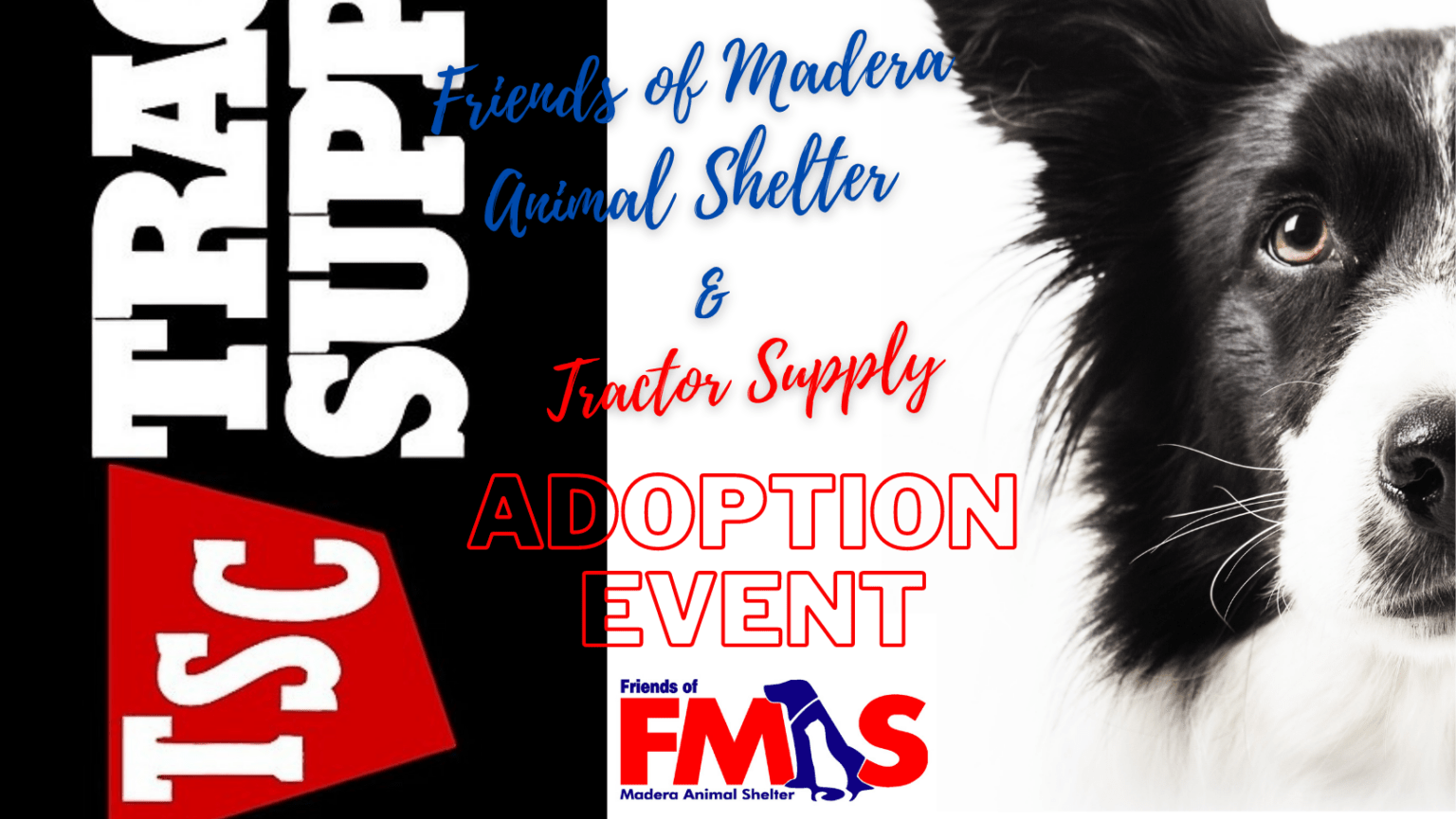 Friends of Madera Animal Shelter We Are Their Voice